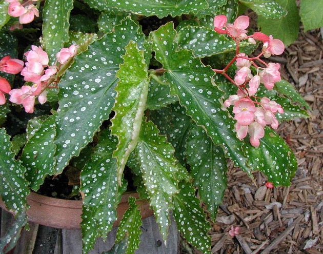 B. ‘Ethel Albertson’